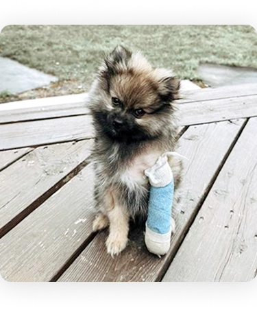 A dog with a bandage on its leg