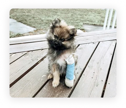 A dog with a bandage on its leg