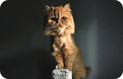 Gator the cat