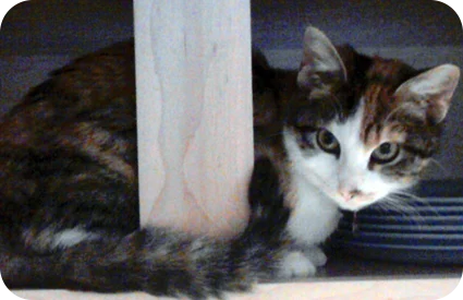 Kali the cat