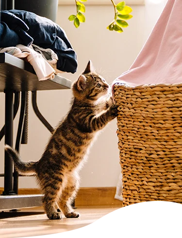 A kitten investigating a laundry basket