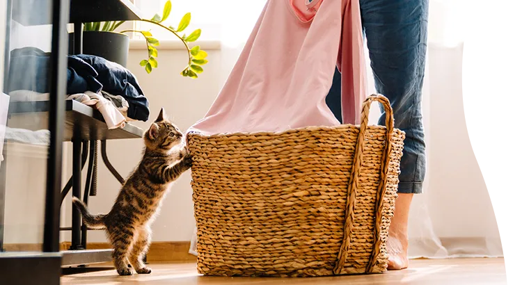 A kitten investigating a laundry basket