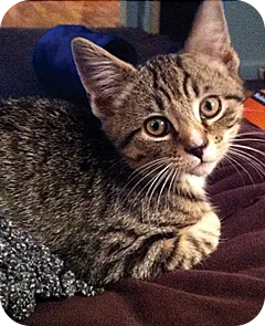 Rexford the cat