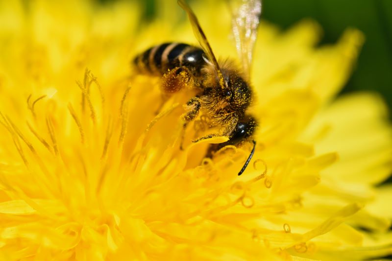 A bee pollinating a yellow flower.