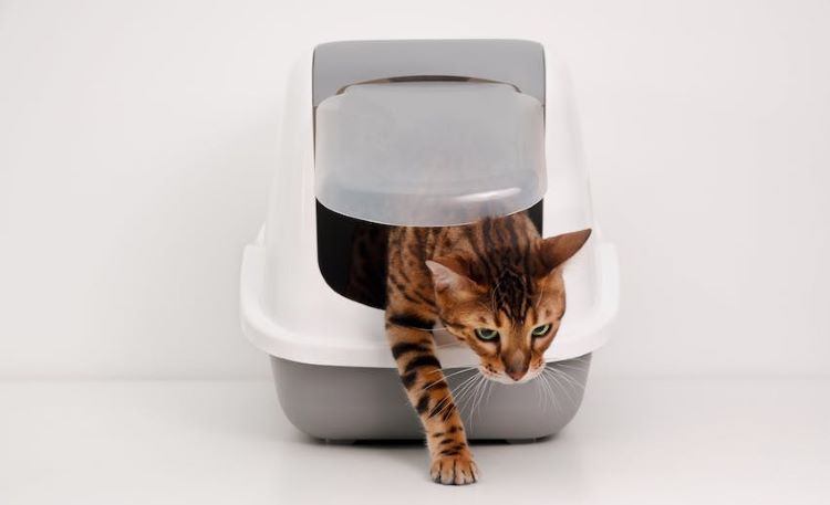 Bengal cat stepping out of a litter box with pet odors.