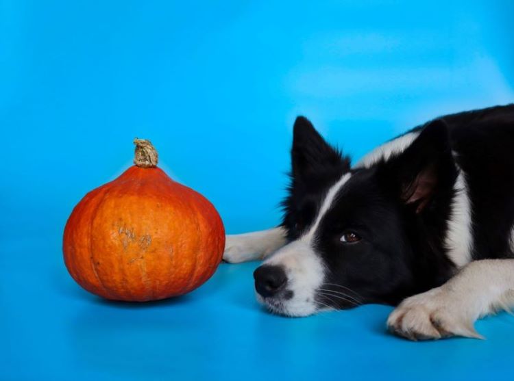 black-and-white-dog-pumpkin
