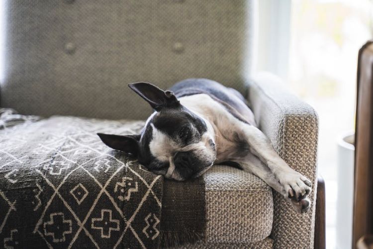 boston-terrier-napping-on-couch