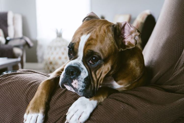 boxer-dog-on-couch