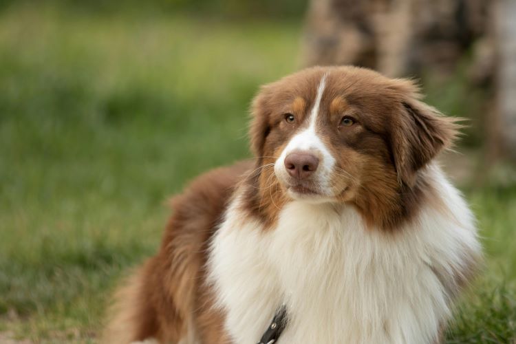 Brown and white australian shepherd dog outdoors at an animal shelter.