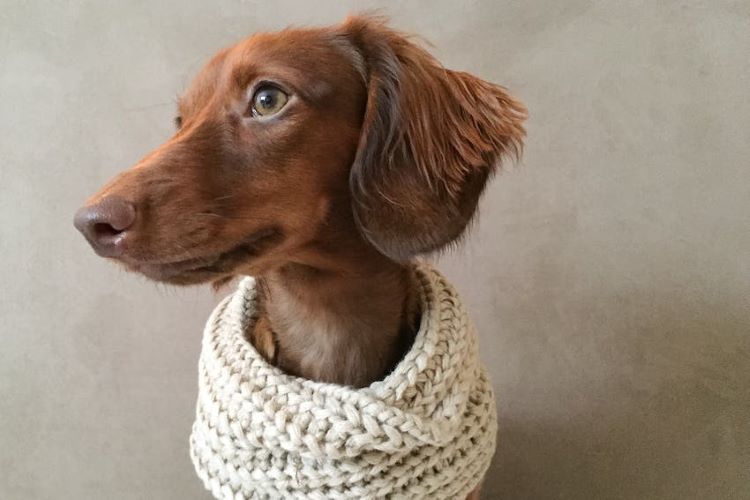 pet-stress-sweater