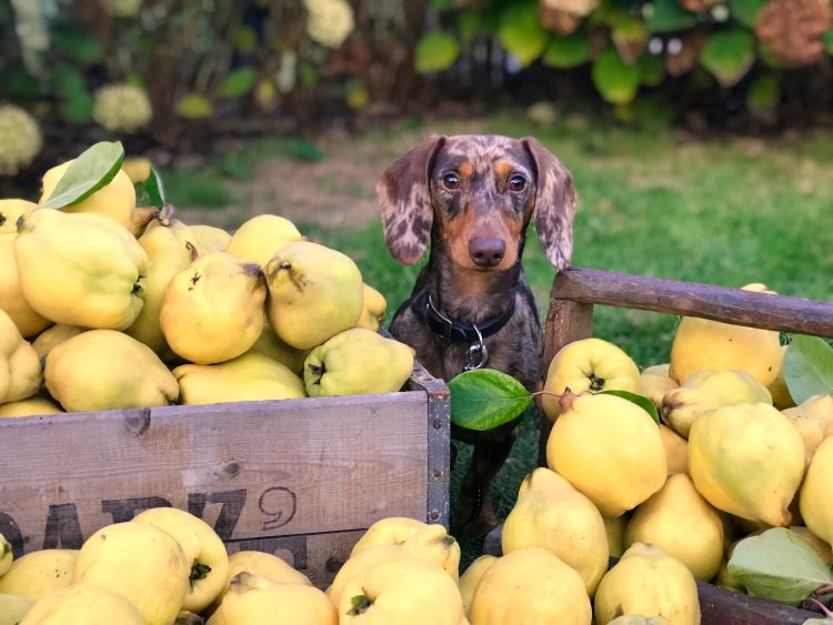 Small brown dog sitting outdoors surrounded by yellow fruit.