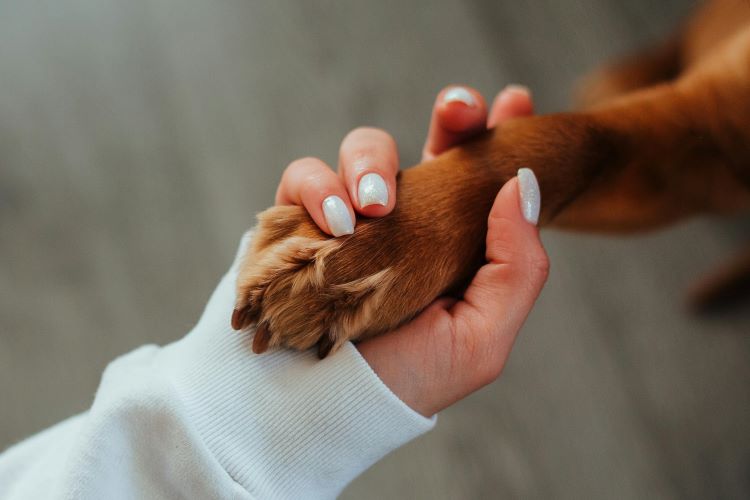 brown-dog-paw-hand