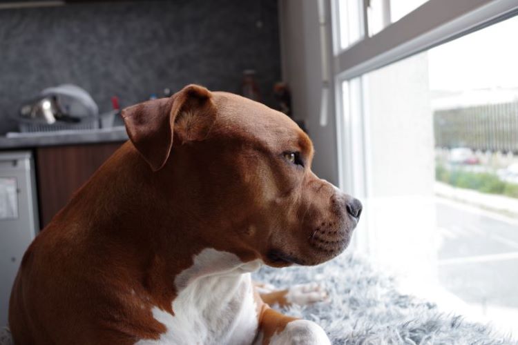 pit bull waiting