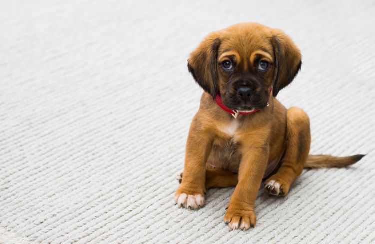 A brown puppy with white and black patches, sitting on a gray carpet looking anxious in a new home.