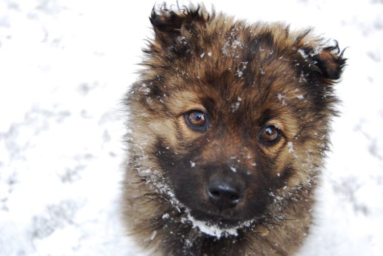 brown-puppy-in-snow
