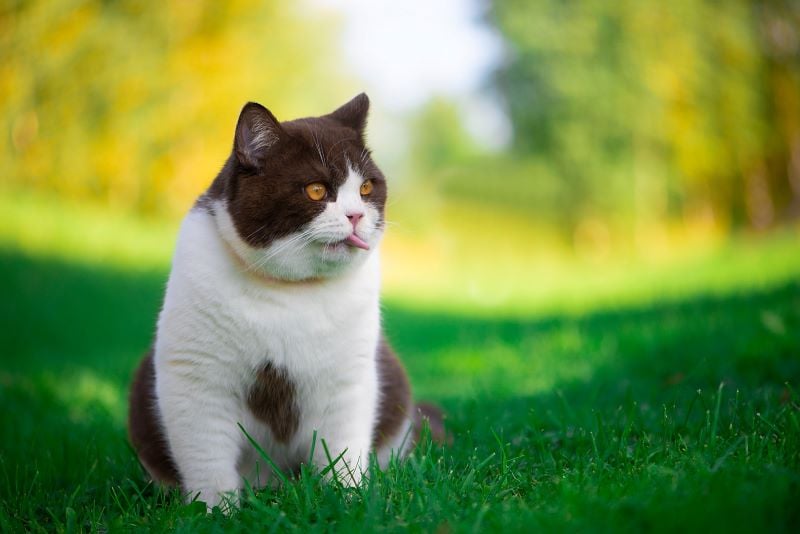 8 Summer Safety Tips for Dogs & Cats