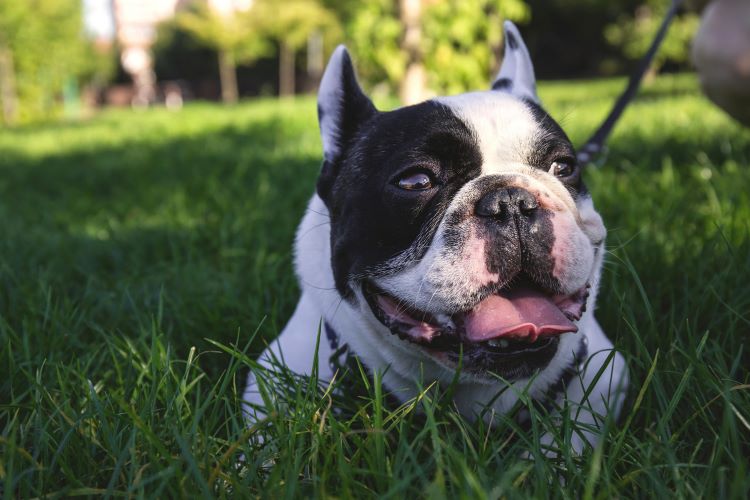 Bulldog grass