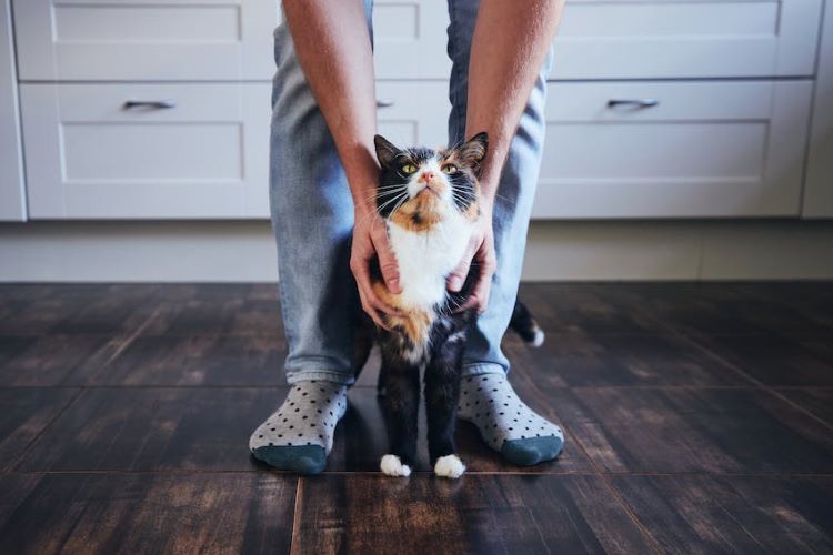 calico-cat-owner-kitchen