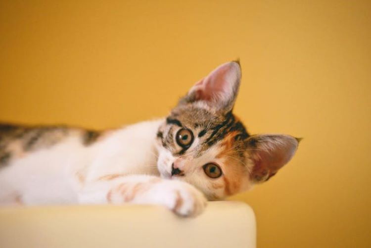 Small calico kitten