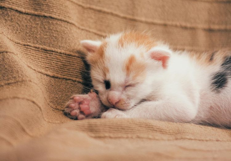 A kitten that is too young to be adopted sleeping on a blanket.