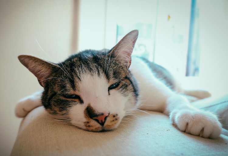 A cat laying on a beige couch arm with paw outstretched.