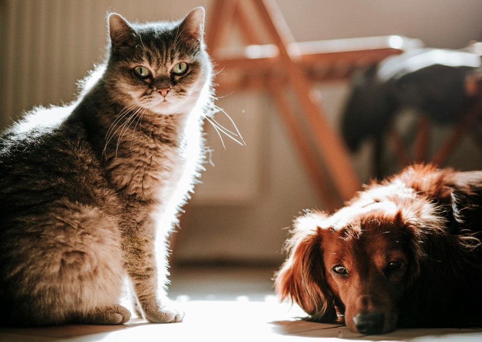 chien et chat l’un à côté de l’autre