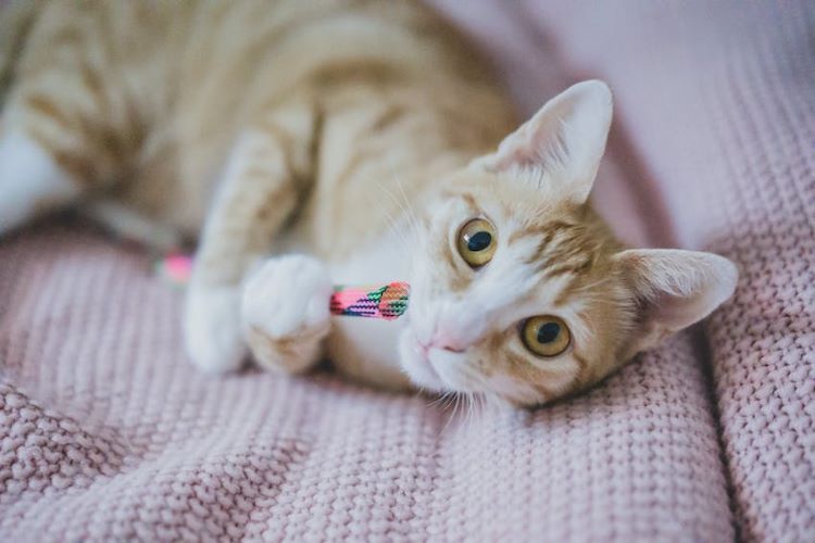 cat-with-toy