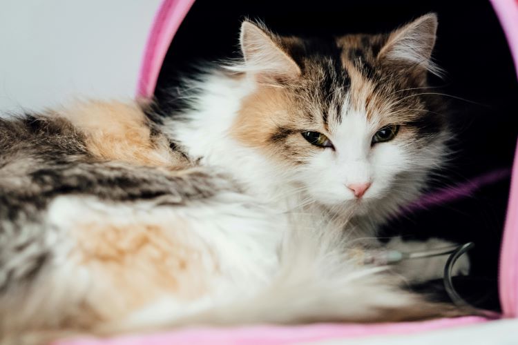 A multicolored cat getting an IV due to a pet emergency.