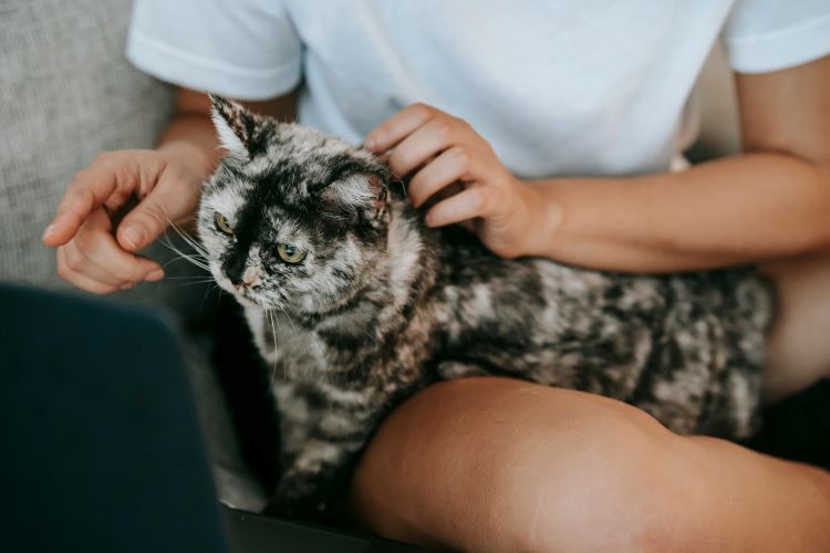 cat-laptop-owner