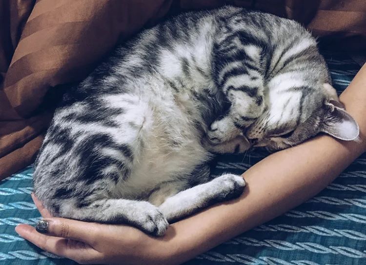 A cat purring in a human arm.
