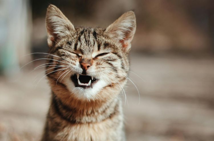 A cat smiling with eyes closed.