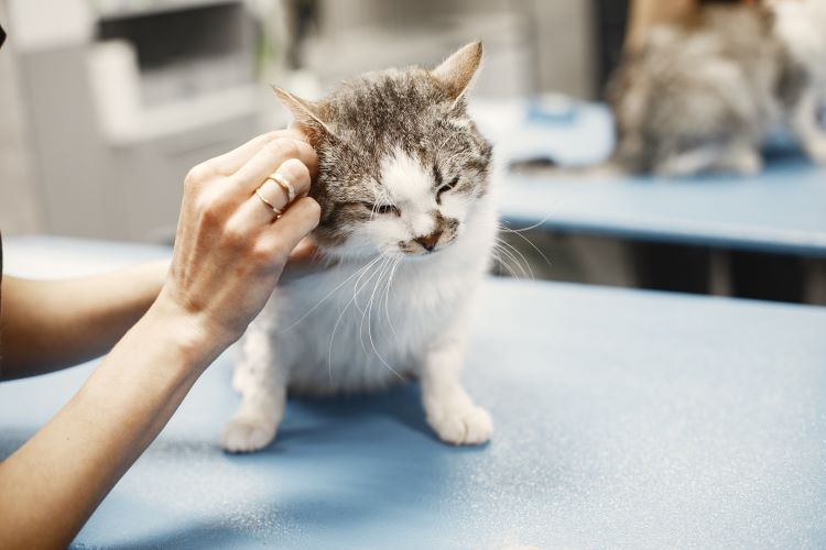 A gray and white cat getting prepped for veterinary acupuncture at an appointment.