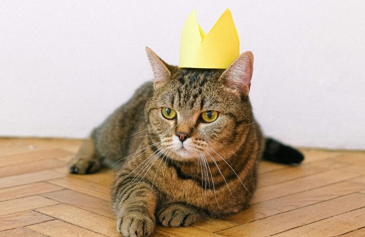 Un chat couronne