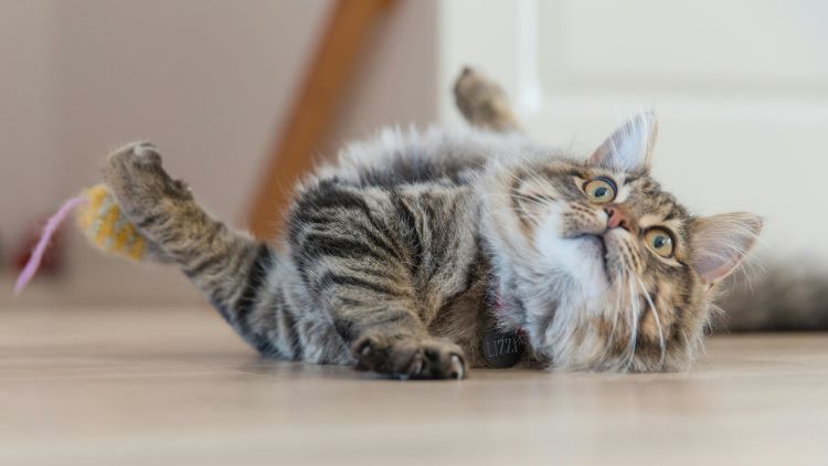 A fluffy cat playing with a catnip toy on the floor and looking up.