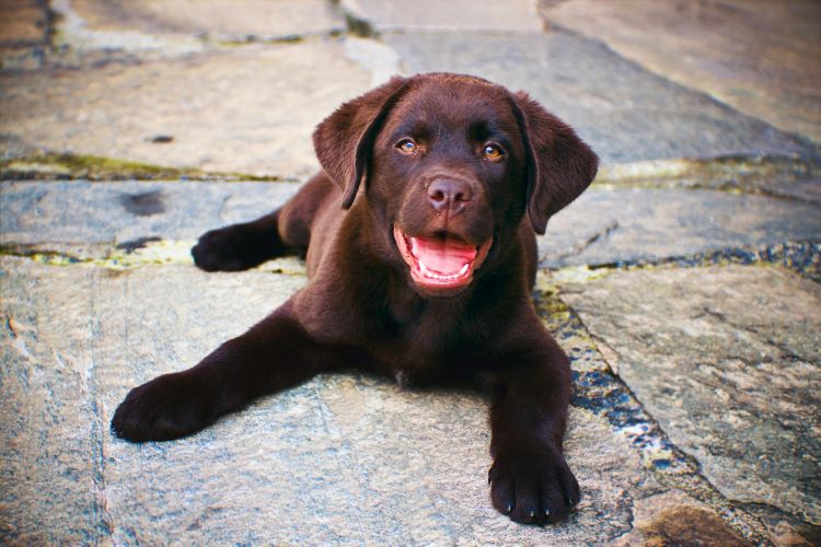 Illustration of Can Chocolate Kill A Puppy Within Minutes