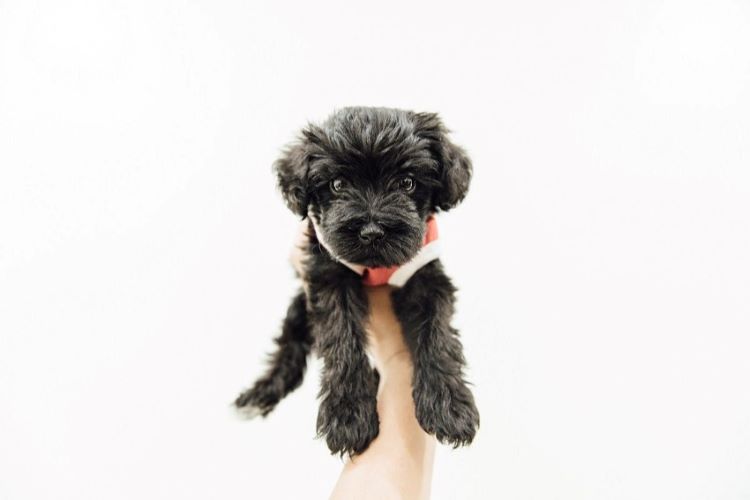 black curly puppy
