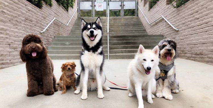 different-sized-dogs