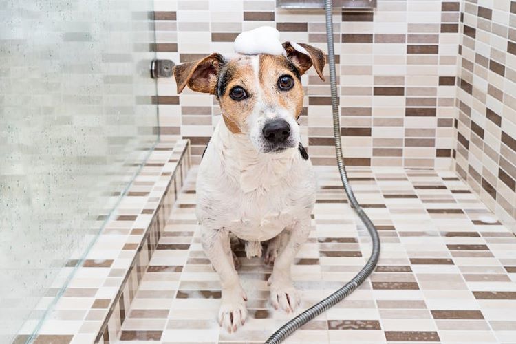 dog-being-bathed