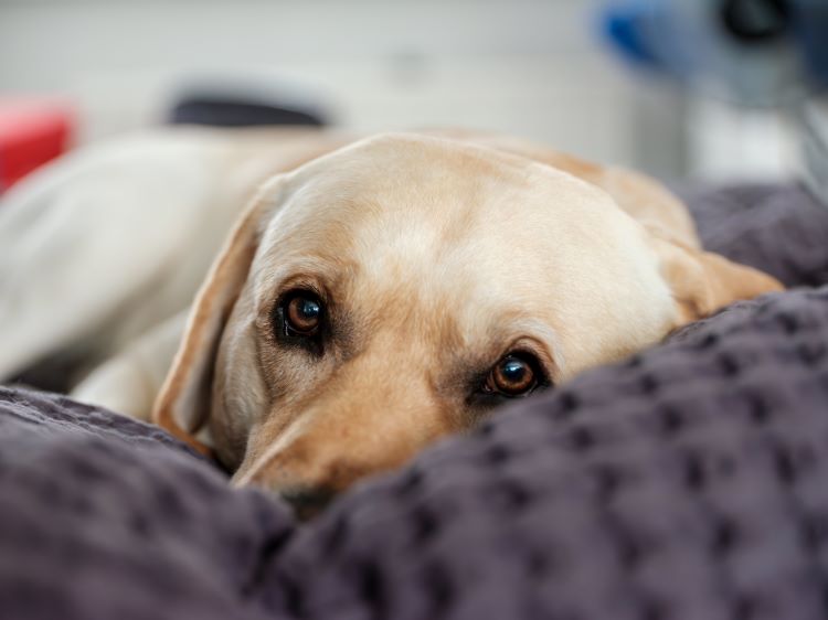 lab dog comforter