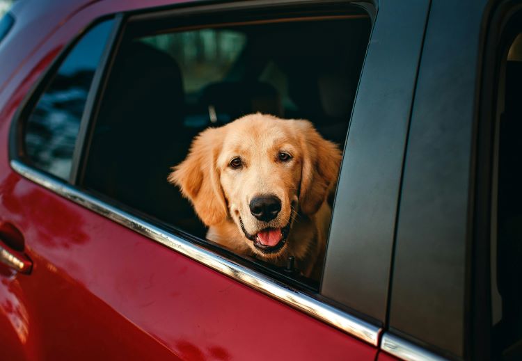 dog-red-car