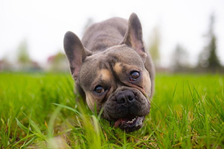 frenchie-eating-grass
