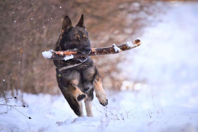 dog-snow-run
