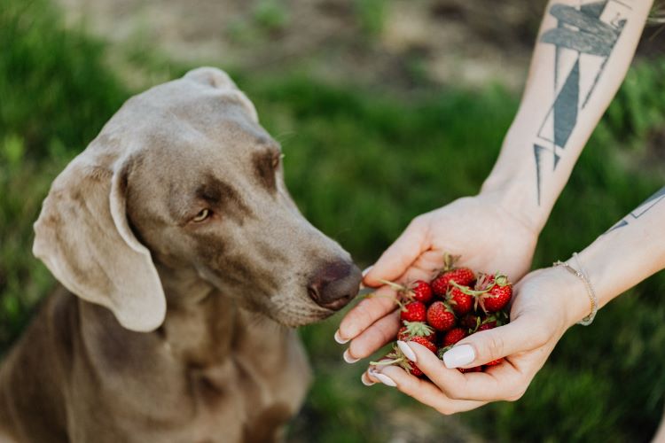 dog-handful-of-strawberries