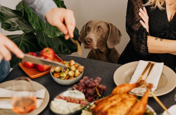 Gray dog watching a holiday feast.
