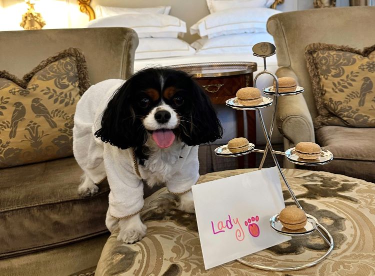 The Coolest Pet-Friendly Hotels