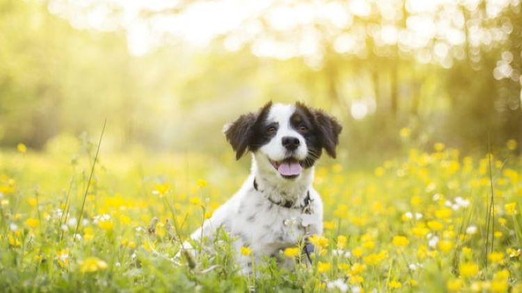 dog-flowers