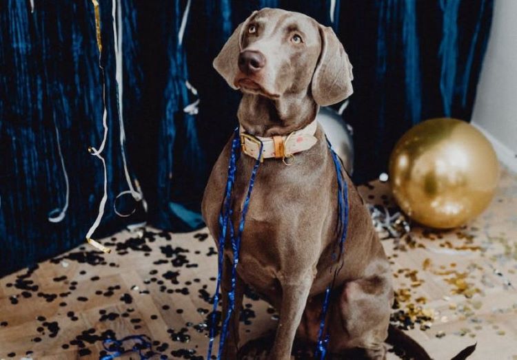 chien-gris-fete-du-nouvel-an