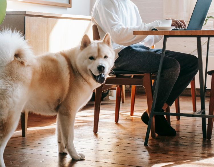 dog-pet-owner-table