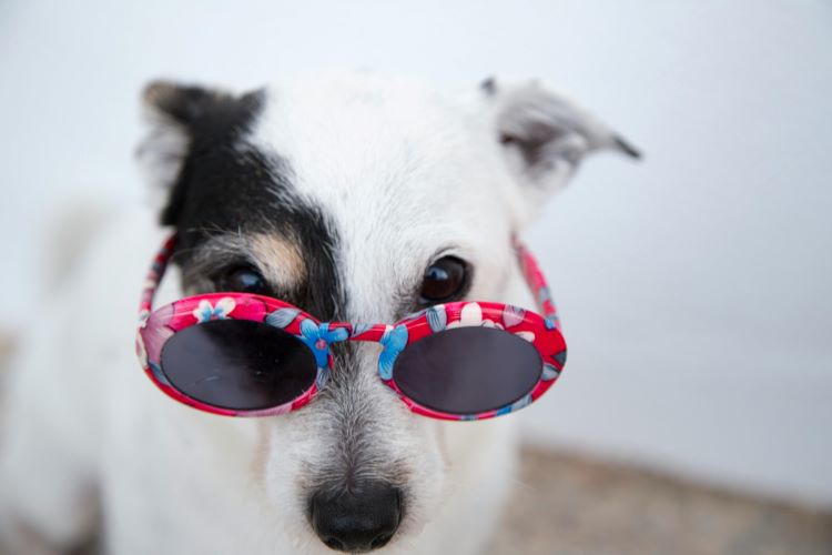 Dog in glasses