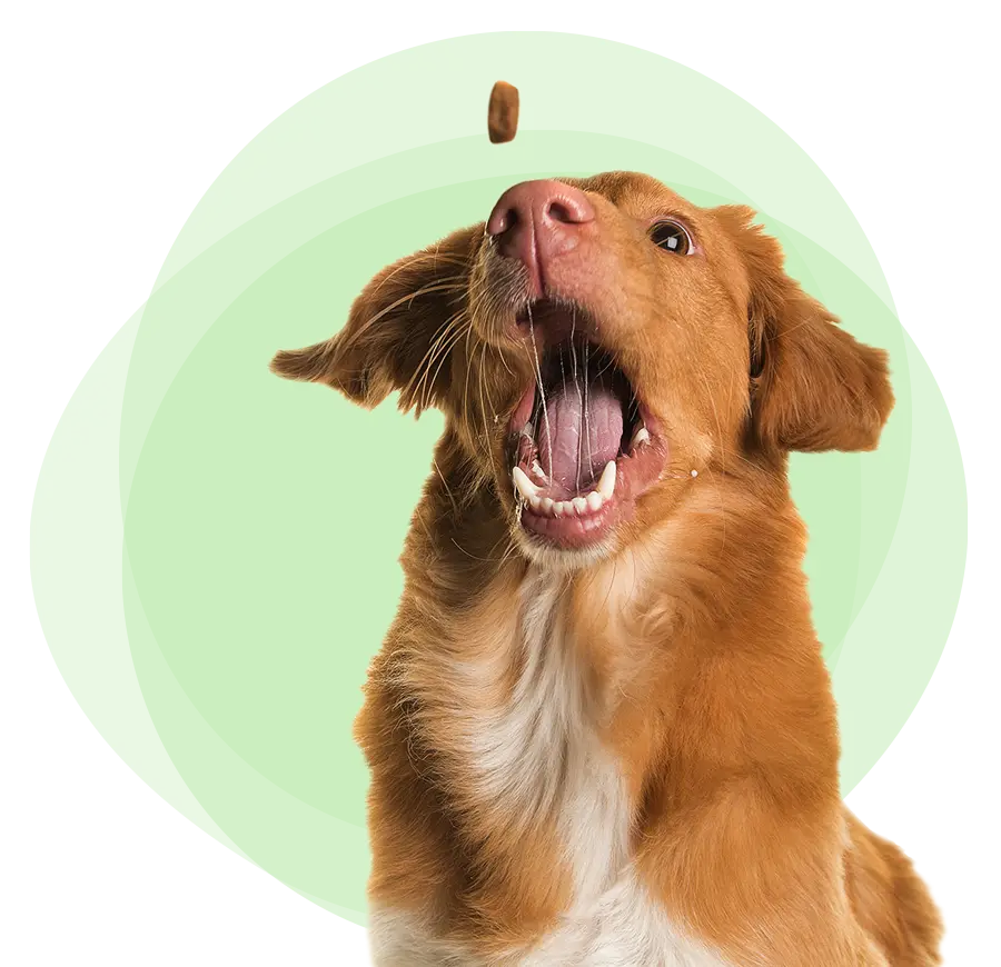 A dog catching a treat